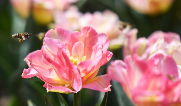 Những bông hoa khai mạc cuộc triển lãm Diễu hành Hoa Tulip hàng năm tại Vườn bách thảo Nikitsky ở Crưm. - Sputnik Việt Nam
