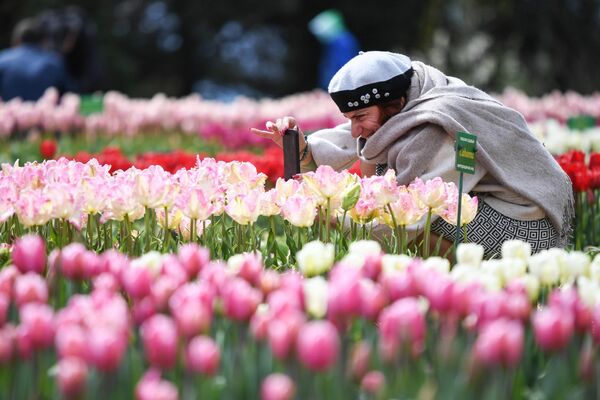 Du khách chụp ảnh những bông hoa tại lễ khai mạc cuộc triển lãm Diễu hành Hoa Tulip hàng năm tại Vườn Bách thảo Nikitsky ở Crưm. - Sputnik Việt Nam