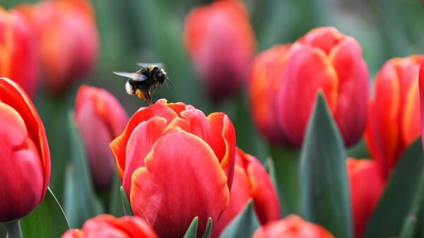 Con ong nghệ thụ phấn cho hoa tulip trong lễ khai mạc cuộc triển lãm Tulip Parade hàng năm tại Vườn bách thảo Nikitsky ở Crưm. - Sputnik Việt Nam