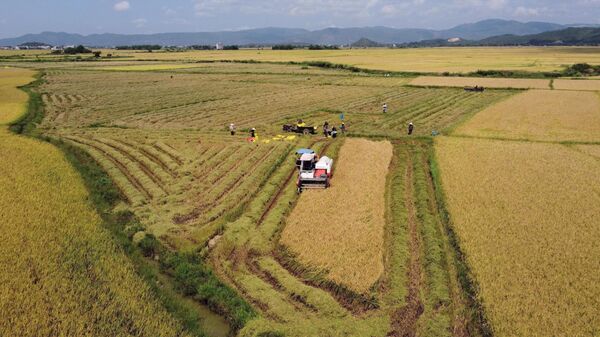 Trúng mùa nhờ chọn giống phù hợp, Phú Yên từng bước tái cơ cấu ngành lúa gạo - Sputnik Việt Nam