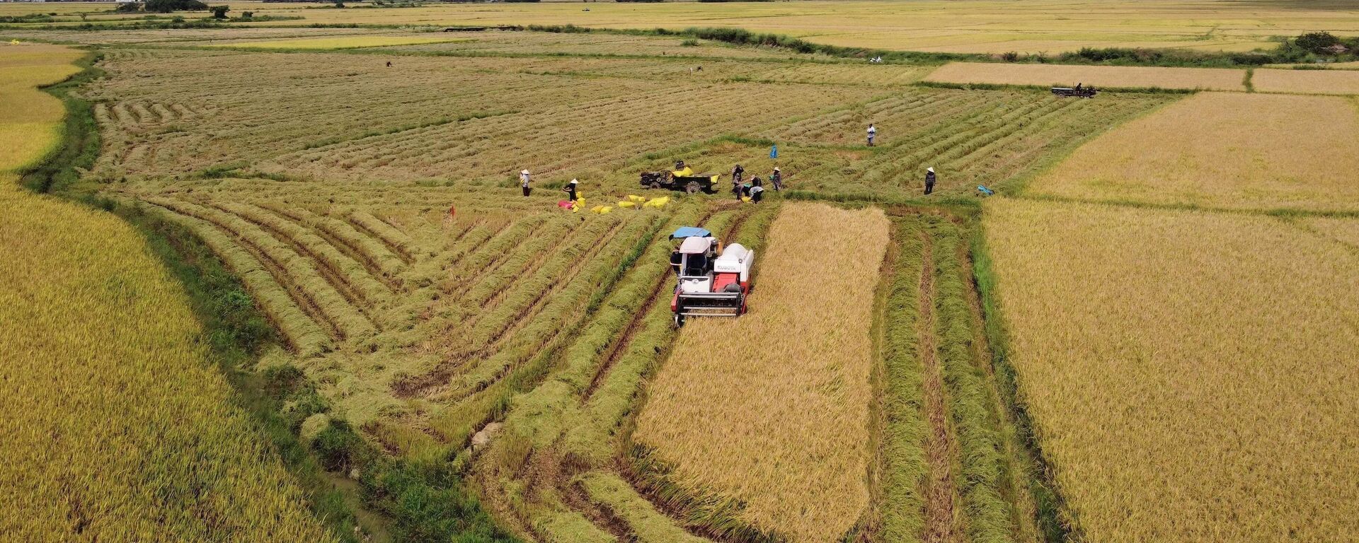 Trúng mùa nhờ chọn giống phù hợp, Phú Yên từng bước tái cơ cấu ngành lúa gạo - Sputnik Việt Nam, 1920, 24.05.2023
