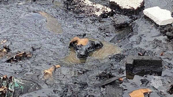 Giải cứu chó suýt chết đuối trong dầu mazut ở Nga - Sputnik Việt Nam