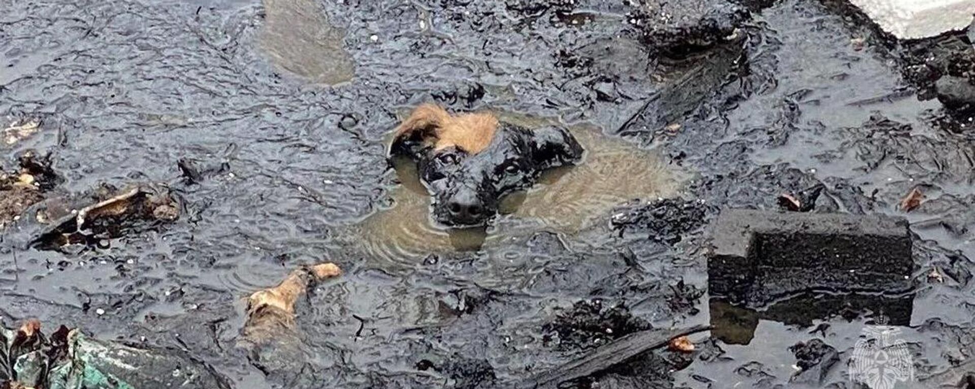 Giải cứu chó suýt chết đuối trong dầu mazut ở Nga - Sputnik Việt Nam, 1920, 10.05.2023