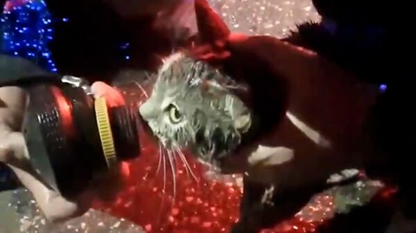 Lính cứu hoả Nga giải cứu chú mèo khỏi vụ hoả hoạn - Sputnik Việt Nam
