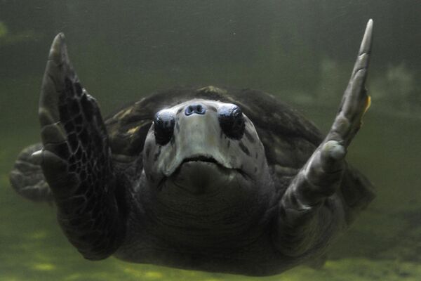 Rùa Jorge bơi trong thủy cung, Argentina. - Sputnik Việt Nam