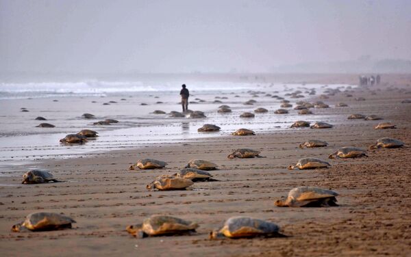 Rùa ô liu trở về biển sau khi đẻ trứng, Ấn Độ. - Sputnik Việt Nam