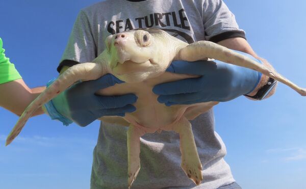 Nhân viên tại trung tâm phục hồi rùa biển giữ con rùa đã được phục hồi, Hoa Kỳ. - Sputnik Việt Nam