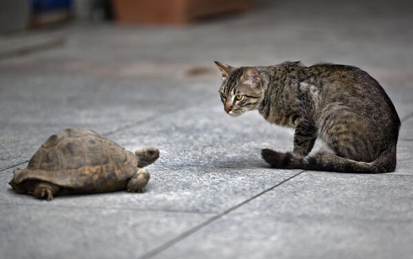 Rùa Selma thu hút sự chú ý của con mèo hoang khi đi dạo hàng ngày gần Quảng trường Taksim ở Istanbul, Thổ Nhĩ Kỳ. - Sputnik Việt Nam