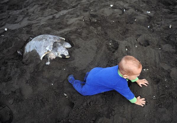 Trẻ em bên cạnh con rùa biển ôliu đang đẻ trứng trên bãi biển Khu bảo tồn Động vật hoang dã Quốc gia Ostional trên bờ biển Thái Bình Dương, Costa Rica. - Sputnik Việt Nam