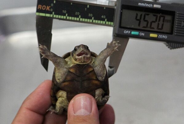 Chuyên gia đo đạc con rùa bùn Vallarta trong phòng thí nghiệm tại Đại học Guadalajara. - Sputnik Việt Nam