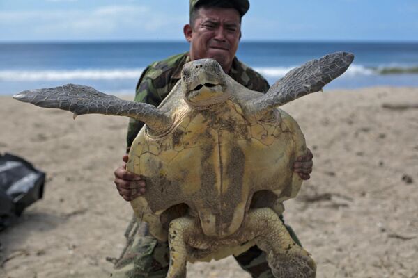 Người lính quân đội Nicaragua bế con rùa paslama sau khi nó đẻ trứng trên bãi biển Khu bảo tồn Động vật Hoang dã La Flor ở San Juan del Sur, Nicaragua. - Sputnik Việt Nam