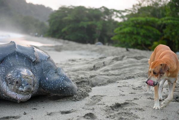 Chó đi cạnh con rùa giống Dermochelys coriacea đang chuẩn bị đẻ trứng trên Bãi biển Grand Riviera, Trinidad. - Sputnik Việt Nam