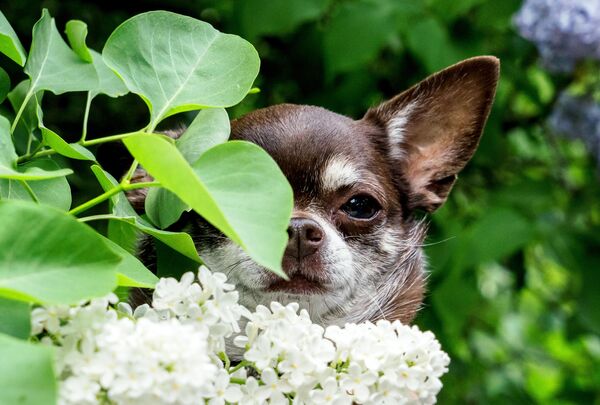 Chú chó gần bụi tử đinh hương đang nở hoa trong công viên ở St. Petersburg. - Sputnik Việt Nam