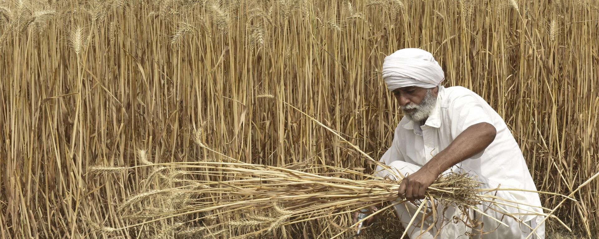 Một nông dân thu hoạch lúa mì trên cánh đồng ở ngoại ô Amritsar - Sputnik Việt Nam, 1920, 27.05.2023