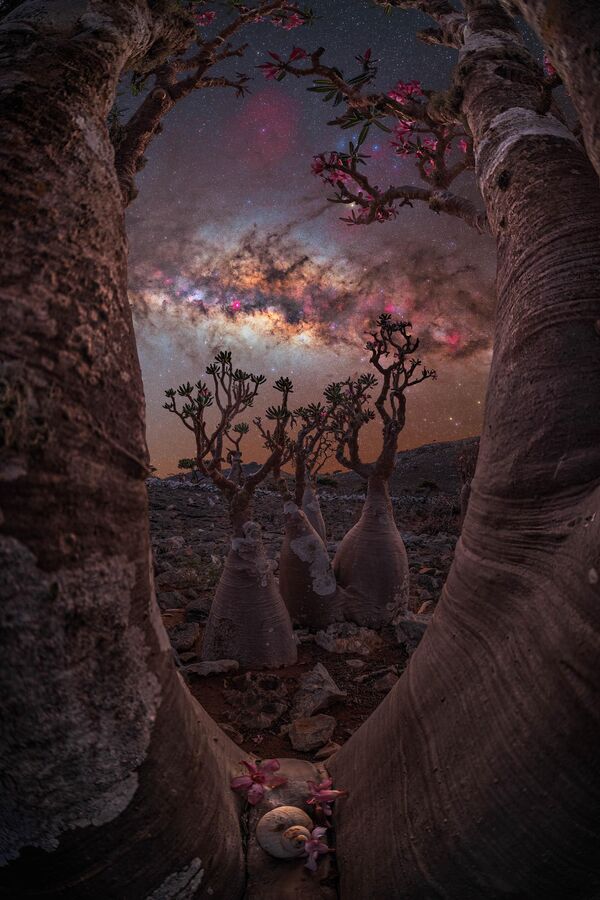 Ảnh The bottle tree portal của nhiếp ảnh gia Anh gốc Li-băng Benjamin Barakat, được chọn là một trong 25 bức ảnh đẹp nhất trong cuộc thi 2023 Milky Way photographer of the year. - Sputnik Việt Nam