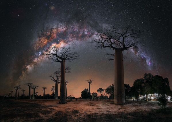 Bức ảnh Night under the Baobab Trees của nhiếp ảnh gia Đức Steffi Lieberman, được chọn là một trong 25 bức ảnh đẹp nhất cuộc thi 2023 Milky Way photographer of the year. - Sputnik Việt Nam