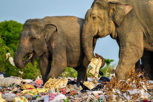 Voi hoang kiếm ăn tại bãi rác thải nhựa ở Sri Lanka. - Sputnik Việt Nam