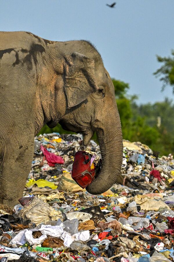 Con voi hoang kiếm ăn tại bãi rác thải nhựa ở Sri Lanka. - Sputnik Việt Nam