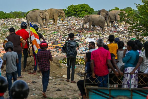 Những con voi hoang ăn tại bãi rác thải nhựa ở Sri Lanka. - Sputnik Việt Nam