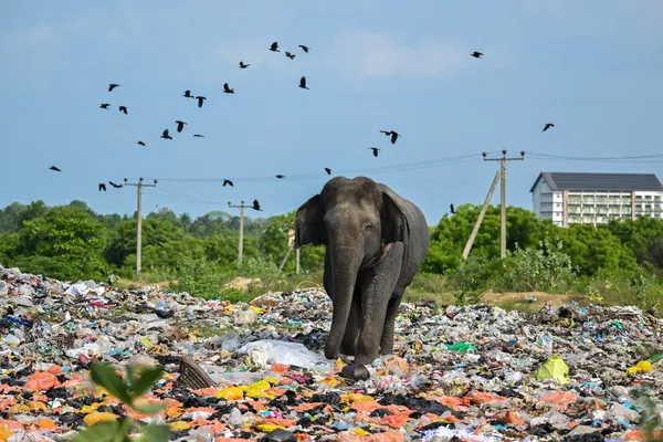 Con voi hoang ăn tại bãi rác thải nhựa ở Sri Lanka. - Sputnik Việt Nam