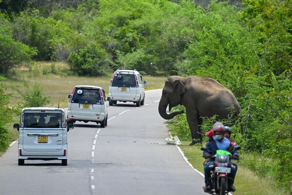 Con voi hoang ăn trái cây bên đường ở Sri Lanka. - Sputnik Việt Nam