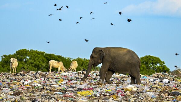 Con voi hoang ăn tại bãi rác thải nhựa ở Sri Lanka. - Sputnik Việt Nam