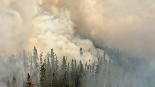 Trận cháy rừng lớn hoành hành khu vực sông Donnie Creek của Canada - Sputnik Việt Nam