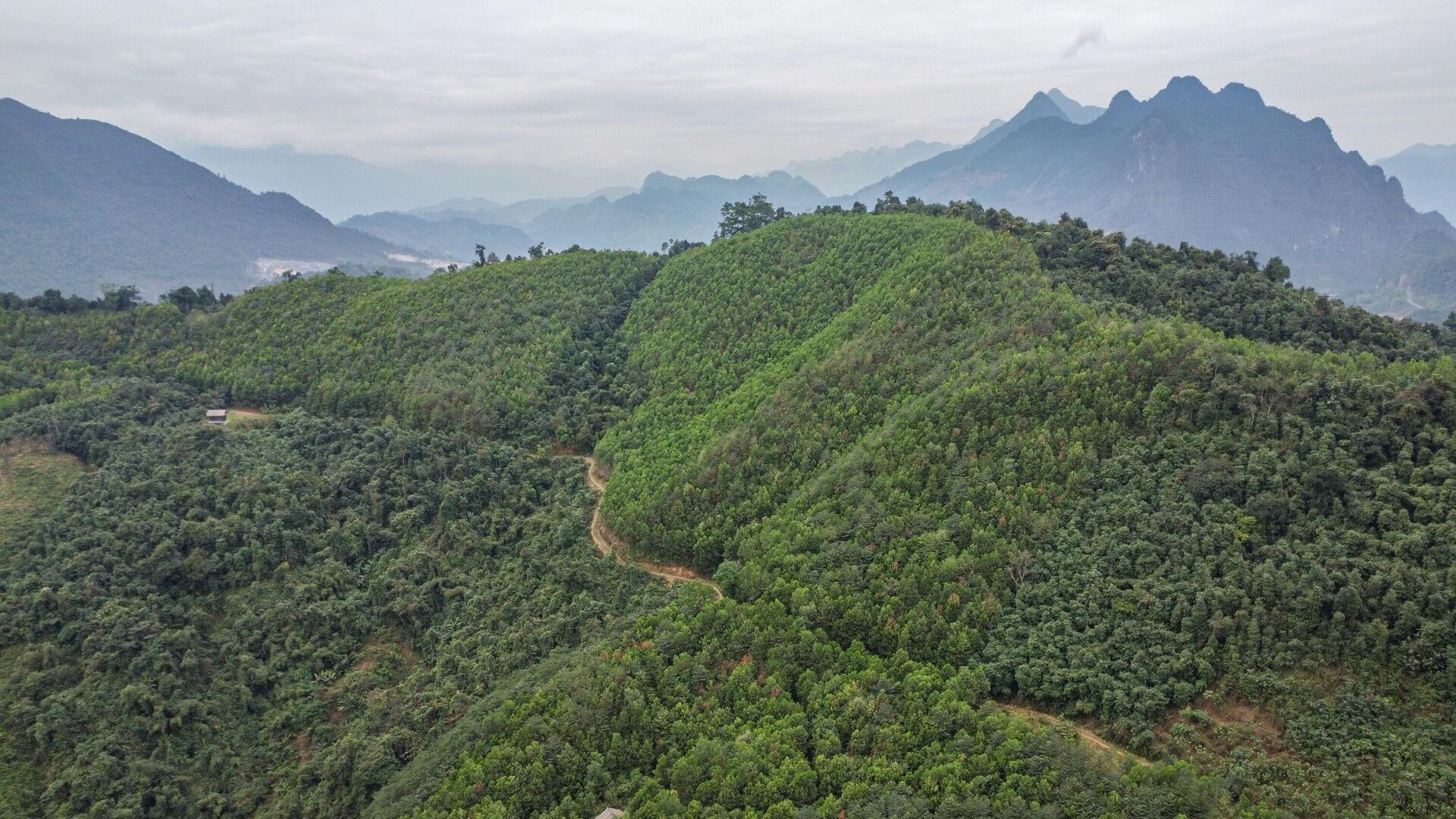 Chính sách chi trả dịch vụ môi trường rừng góp phần thúc đẩy người dân bảo vệ rừng - Sputnik Việt Nam, 1920, 18.06.2023