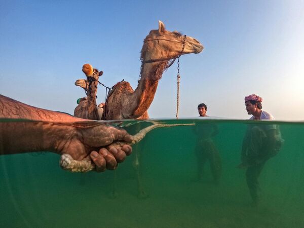 Ảnh từ loạt When Winter Hits! của nhiếp ảnh gia Ấn Độ Shyjith Onden Cheriyath chiến thắng trong cuộc thi World’s Coolest Winter Photography Competition 2023 của HIPA. - Sputnik Việt Nam