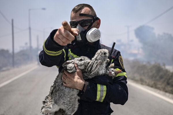 Người lính cứu hỏa ôm con mèo và hai con thỏ sau khi được anh giải cứu khỏi đám cháy rừng trên đảo Rhodes của Hy Lạp. - Sputnik Việt Nam