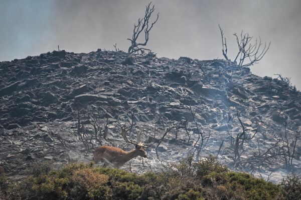Con nai chạy qua làn khói trong đám cháy trên đảo Rhodes của Hy Lạp. - Sputnik Việt Nam