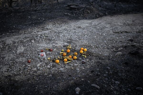 Người dân địa phương để trái cây trên mặt đất cháy xém sau trận cháy rừng để giúp động vật trên đảo Rhodes, Hy Lạp. - Sputnik Việt Nam