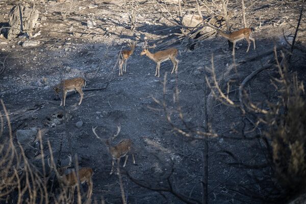 Hươu hoang trong khu rừng cháy gần Asklipio trên đảo Rhodes của Hy Lạp. - Sputnik Việt Nam
