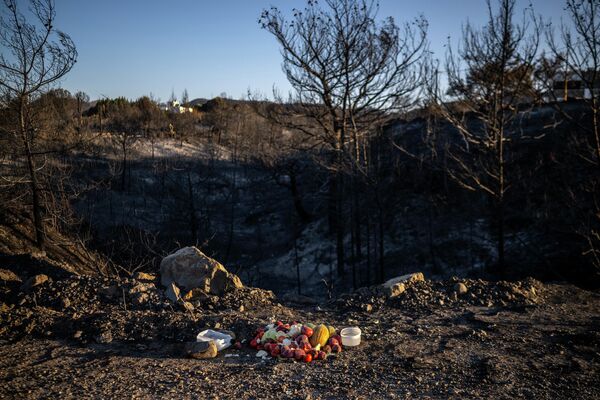 Trái cây và nước mà người dân địa phương để lại trên vùng đất cháy sém sau đám cháy rừng để giúp đỡ các loài động vật gần làng Kiotaki trên đảo Rhodes, Hy Lạp. - Sputnik Việt Nam