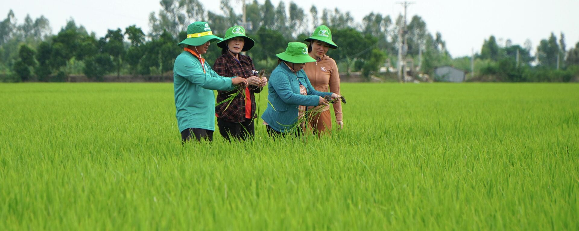 Gần 70% diện tích sản xuất lúa tại Đồng Tháp sử dụng giống chất lượng cao - Sputnik Việt Nam, 1920, 07.08.2023