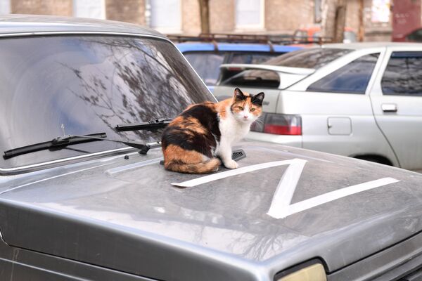 Con mèo trên mui xe ô tô ở Mariupol. - Sputnik Việt Nam