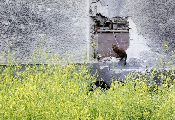 Con mèo lang thang ngồi trên hàng rào bê tông ở Donetsk bị phá hủy do quân đội Ukraina pháo kích. - Sputnik Việt Nam