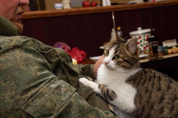 Con mèo tại địa điểm của đội tình nguyện &quot;Crưm&quot; ở tỉnh Zaporozhye. - Sputnik Việt Nam