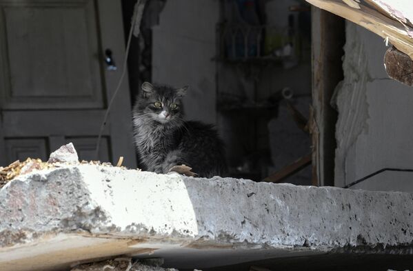 Chú mèo con trong ngôi nhà bị phá hủy trên con phố ở Mariupol. - Sputnik Việt Nam