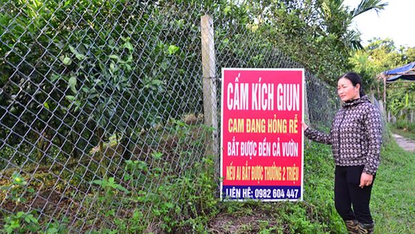 Một chủ vườn ở xã Thu Phong đã phải cắm biển cấm kích giun - Sputnik Việt Nam