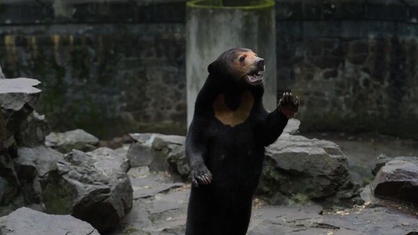 Chú gấu chó ở Trung Quốc đứng thẳng như người và vẫy chào du khách - Sputnik Việt Nam