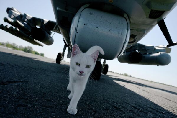 Con mèo cạnh chiếc trực thăng Ka-52 trong khu vực chiến dịch đặc biệt - Sputnik Việt Nam