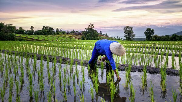 Nông dân canh tác một cánh đồng lúa - Sputnik Việt Nam