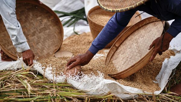 Người nông dân thu hoạch lúa chín - Sputnik Việt Nam