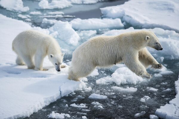 Gấu trắng Bắc Cực cùng đàn gấu con ở gần quần đảo Vùng đất Franz Josef trong Biển Barents. - Sputnik Việt Nam
