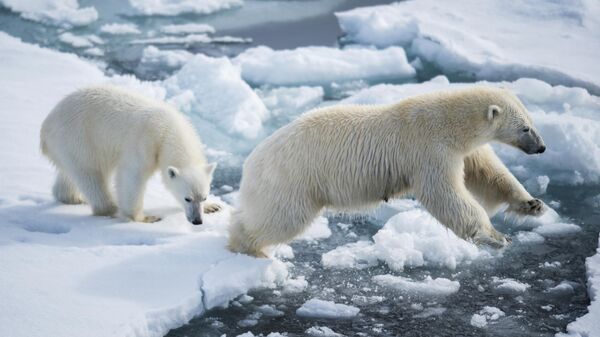 Gấu trắng Bắc Cực cùng đàn gấu con ở gần quần đảo Vùng đất Franz Josef trong Biển Barents - Sputnik Việt Nam