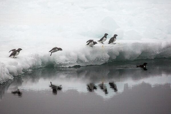 Những con chim hải âu cổ rụt (Alle alle) đặc hữu của lưu vực Bắc Cực trên tảng băng ngoài khơi bờ biển một hòn đảo thuộc quần đảo Vùng đất Franz Josef. - Sputnik Việt Nam