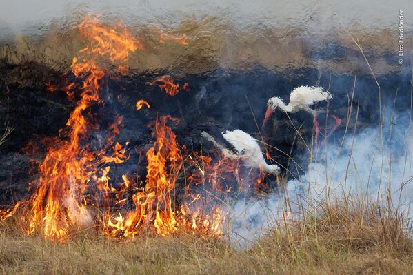 Ảnh Firebirds (Chú chim lửa) do nhiếp ảnh gia Đức Elza Friedländer chụp được đánh giá cao ở hạng mục Behaviour: Birds (Hành vi tại Chim) tại Wildlife Photographer of the Year 2023 - Sputnik Việt Nam