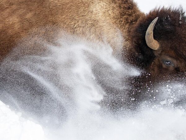 Ảnh Snow bison (Chú bò rừng tuyết) của nhiếp ảnh gia Mỹ Max Waugh, được đánh giá cao ở hạng mục Animal Portraits (Chân dung động vật) tại Wildlife Photographer of the Year 2023 - Sputnik Việt Nam