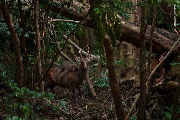 Ảnh Forest rodeo (Đua ngựa trong rừng) của nhiếp ảnh gia Nhật Atsuyuki Ohshima, được đánh giá cao ở hạng mục Behaviour: Mammals (Hành vi: Động vật có vú) tại Wildlife Photographer of the Year 2023 - Sputnik Việt Nam